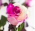 Роза классическая Tinted Pink Candy